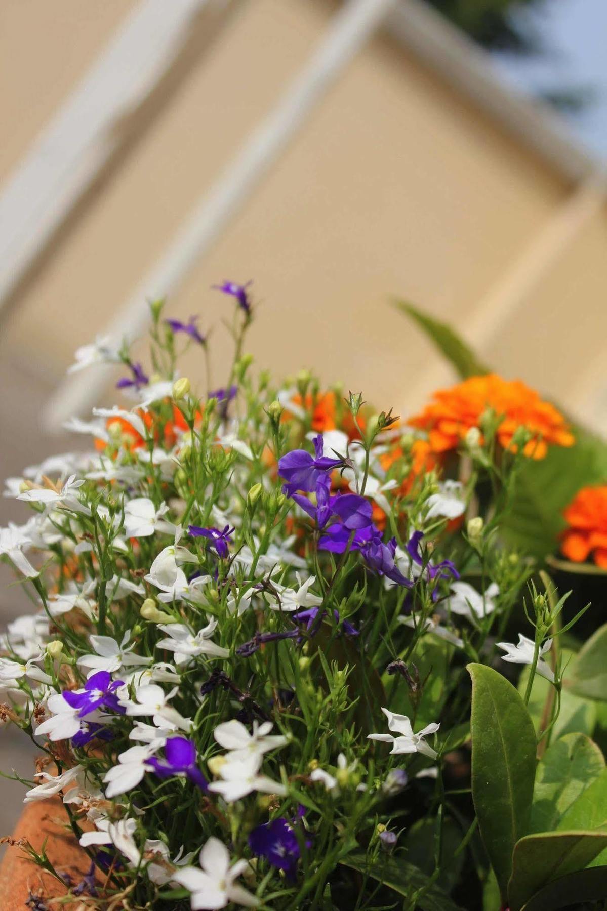 Brentwood Guest House Hotel Exterior foto